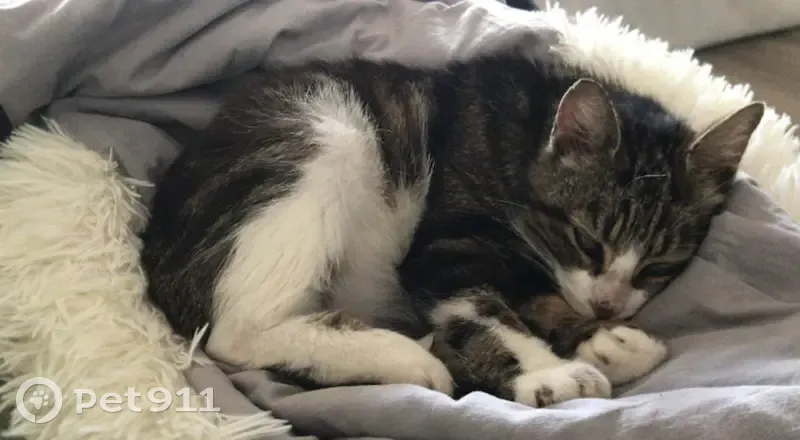 Chatte affamée sauvée en forêt - photo