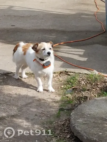Trouvaille: Chienne blanche à Montrouveau - photo