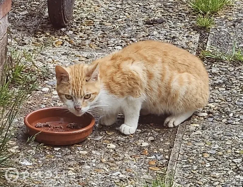 Chat blanc et roux sociable trouvé - photo