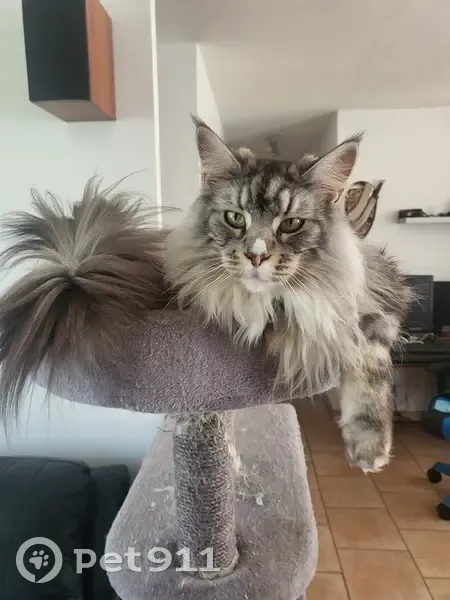 Chat gris parlant disparu à Loury - photo