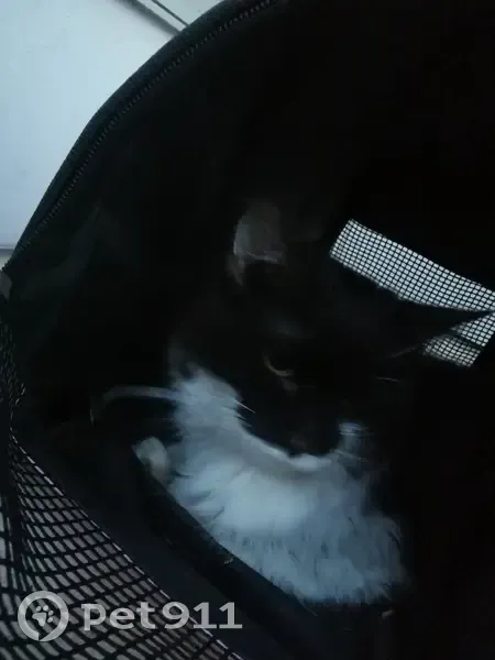 Chat angora blessé trouvé à Calais - photo