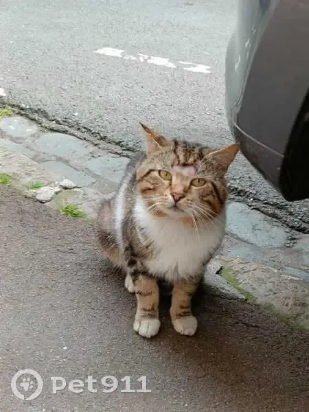 Chat perdu: Européen timide, sans collier - photo