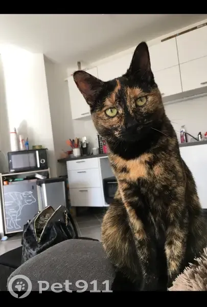 Chat perdu: Naya à Meaux - photo