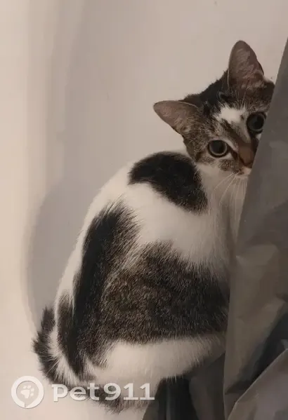 Chatte Lutchi perdue à Bordeaux - photo