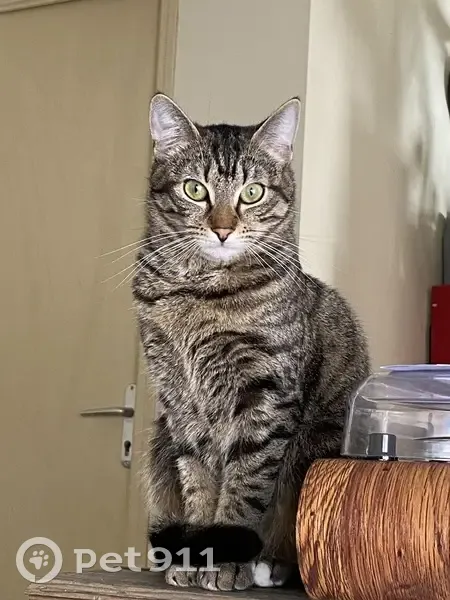 Chat perdu à Angers, tombé du 1er - photo