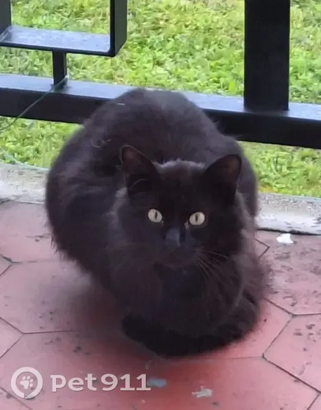 Chat noir aux yeux noisettes trouvé - photo