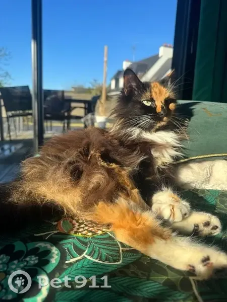 Chat écaille perdu à Quimperlé - photo