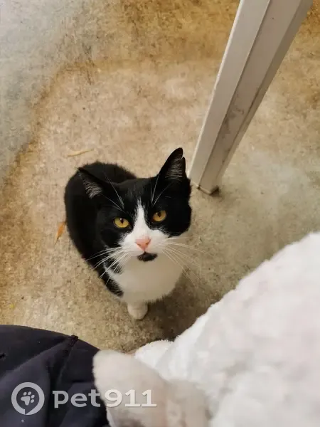 Chat mâle trouvé à Graulhet - photo