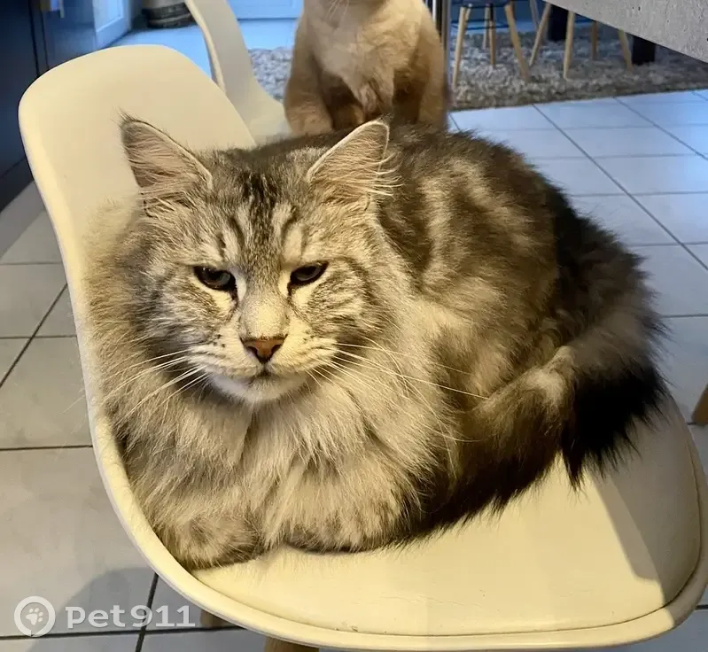 Chat Maine Coon gris perdu à Perrignier - photo