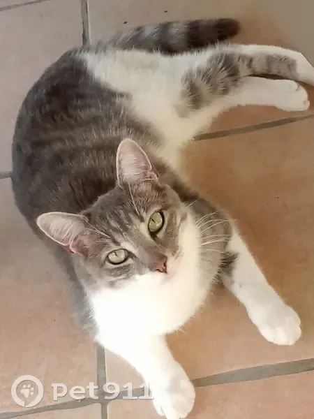 Chatte grise craintive disparue - photo