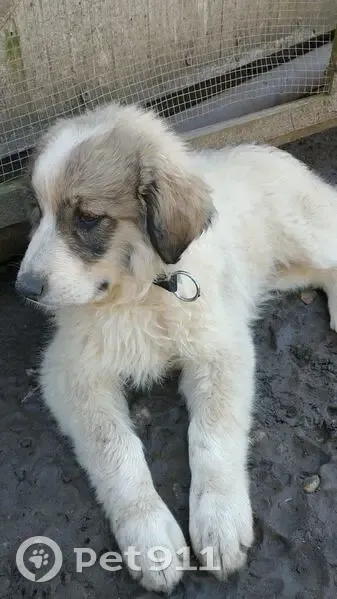 Chiot Perdu: Blanc, Taches Noires - photo