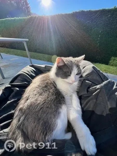 Chat gris-blanc perdu à Grignon - photo