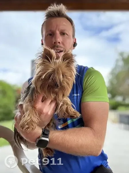 Chien perdu à Itteville retrouvé - photo