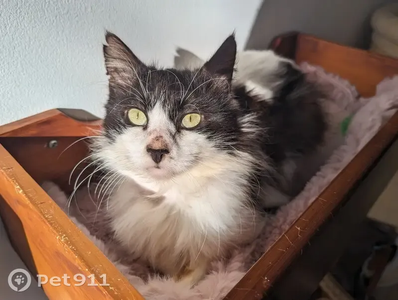 Chat Vici perdu à Nantes - photo