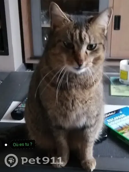 Chat tigré Ramsès disparu à Vivoin - photo