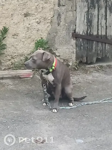 Chien perdu à La Chapelle retrouvé - photo