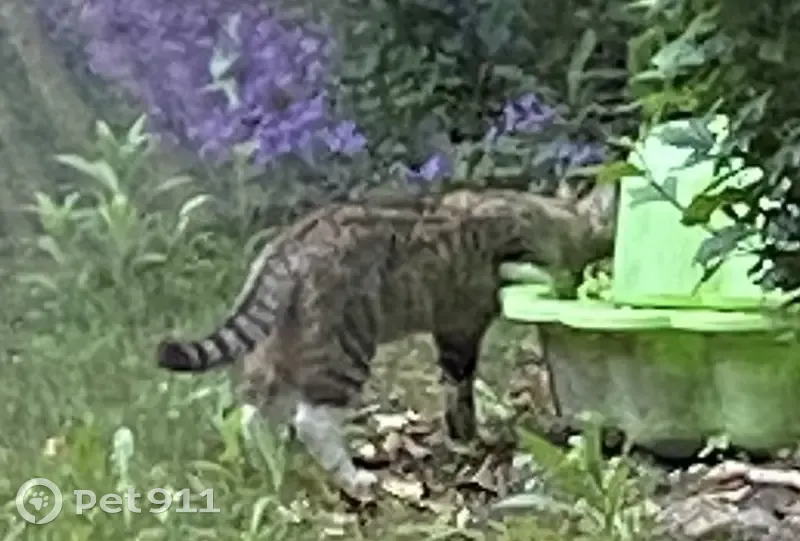 Chat gris aux pattes blanches trouvé - photo