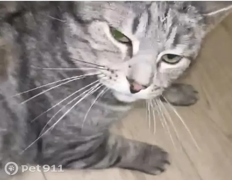 Chat gris craintif perdu - Meinier - photo
