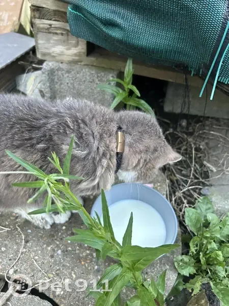 Chat malade trouvé à Wattrelos - photo