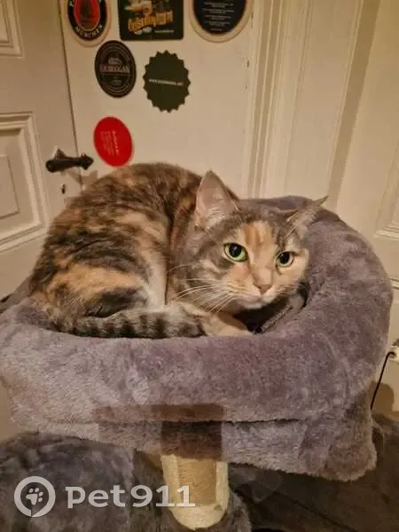 Avis: Chatte Bastet perdue - photo