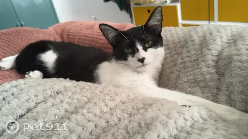 Chatte noire/blanche perdue à Parthenay - photo
