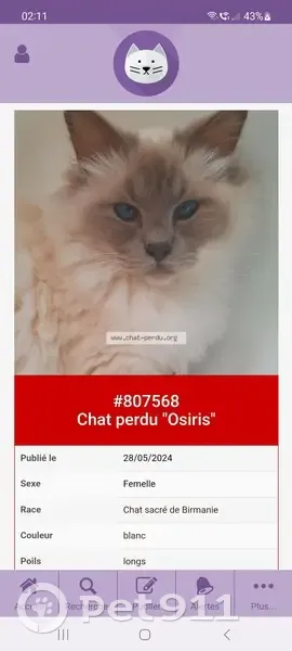 Chatte Birmane Perdue à Tournon! - photo