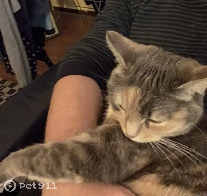 Chat disparu Fille, Strasbourg (fl508958) - photo