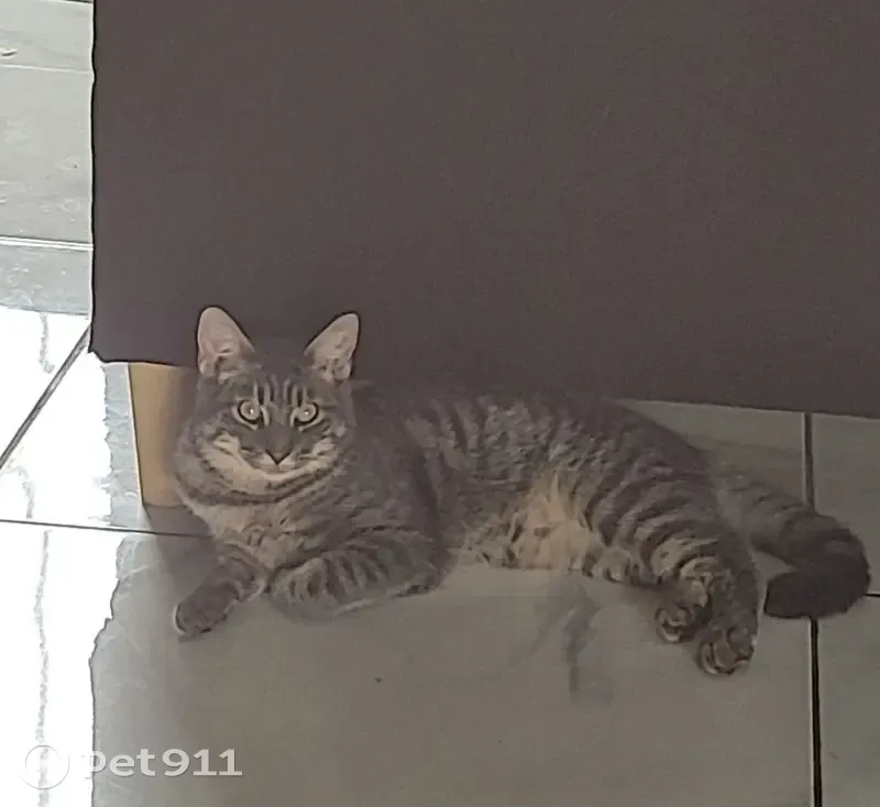 Chat tigré gris disparu le 11 mai - photo