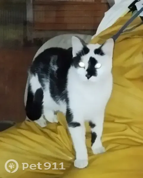 Chat sociable trouvé à Monplaisir - photo