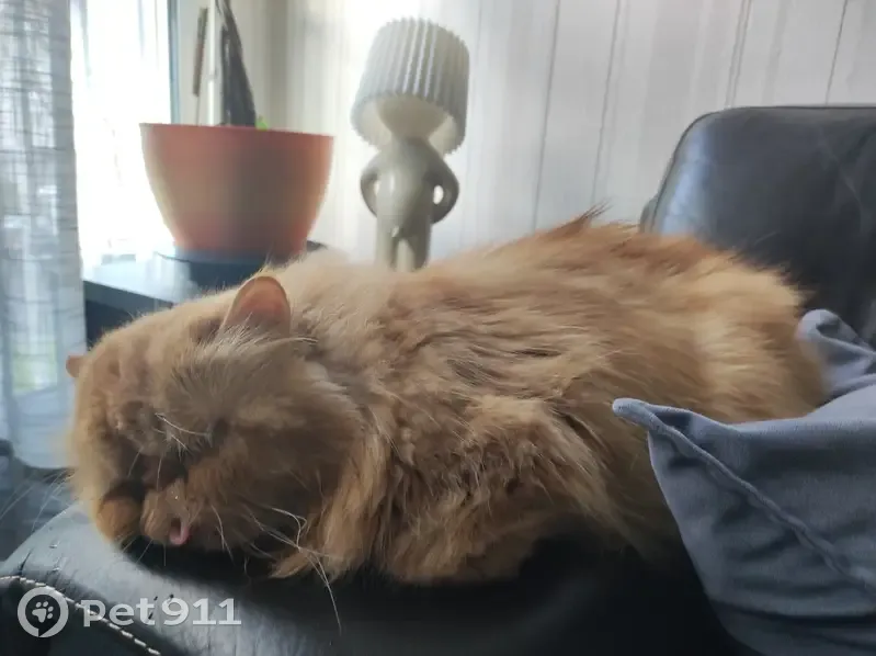 Yoda, Persan roux de 11 ans, perdu - photo