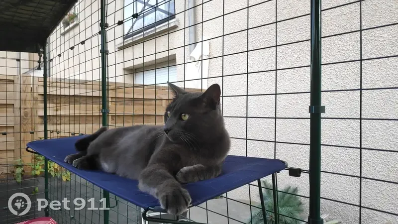 Chat chartreux perdu à Beynes - photo