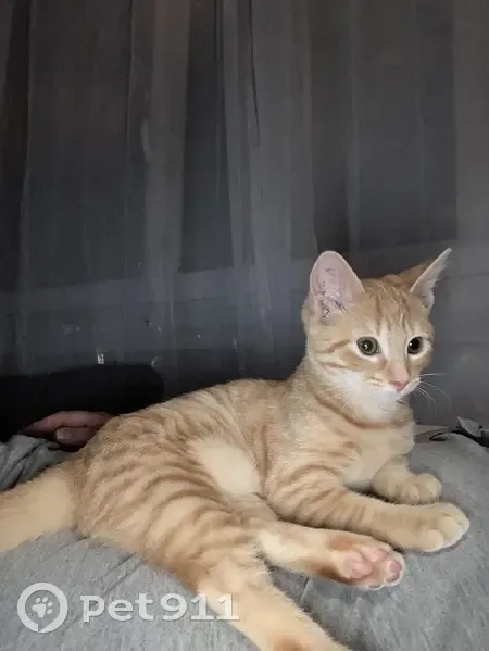 Chatte rousse Tchoupie perdue - photo