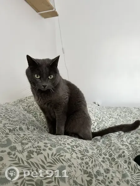 Avis de recherche: Chat Ringo - photo