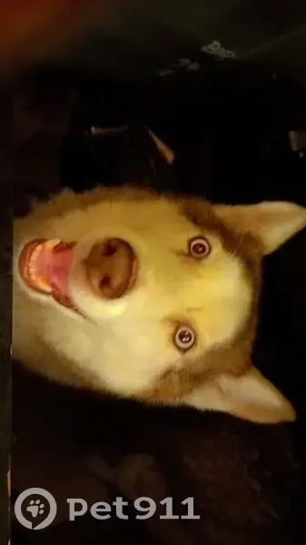 Husky perdu à Nîmes, yeux bleus - photo