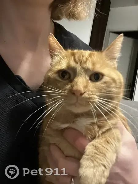 Chat roux Simba perdu à Semoy - photo