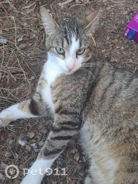Chat affectueux trouvé à Saint-Raphaël - photo