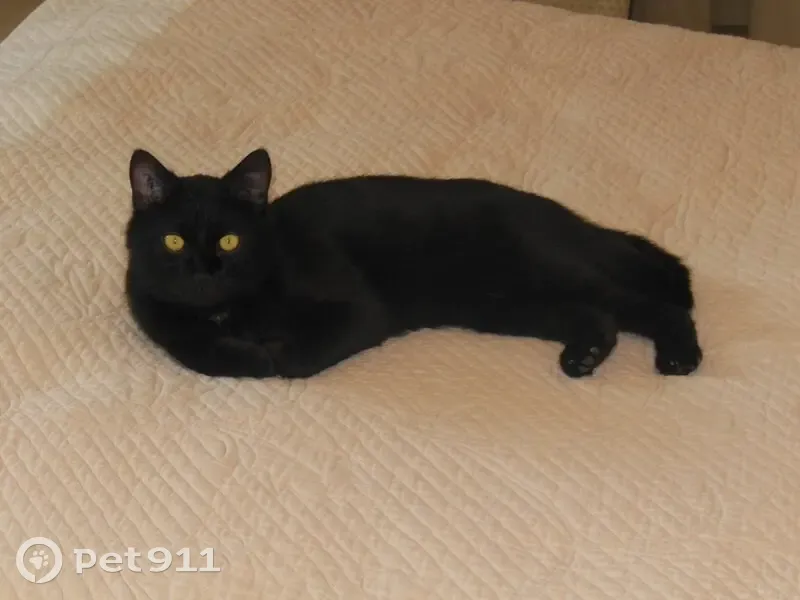 Chat noir perdu à Sallanches - photo