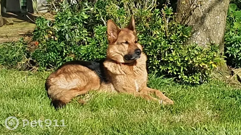 Chien Berger Allemand Perdu - photo