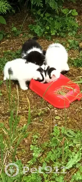 Chatons abandonnés à adopter - photo
