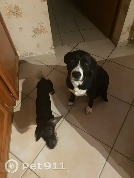 Alerte: Labrador blanc perdu à Saugnac - photo