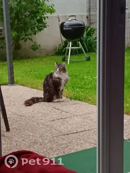 Chat errant affamé, Rue Orchidées - photo