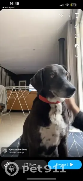 Chienne croisée perdue au Revest - photo