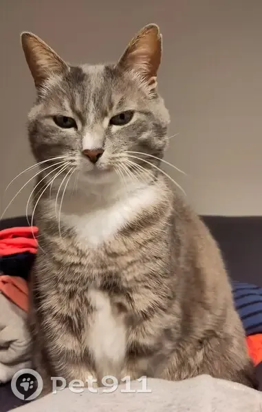 Chatte tigrée disparue à Bidart - photo