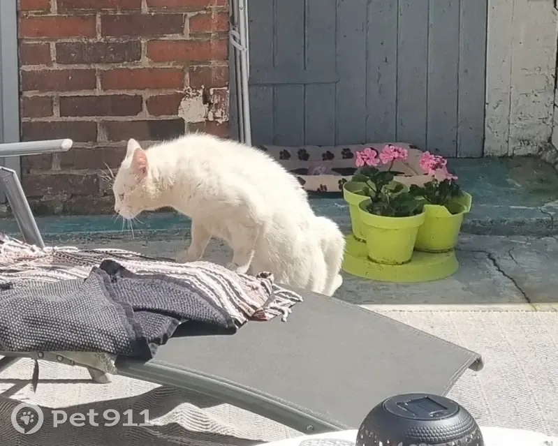 Chat blanc yeux verts trouvé à Rouen - photo