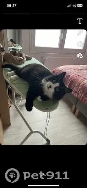 Simba, chat affectueux disparu - photo