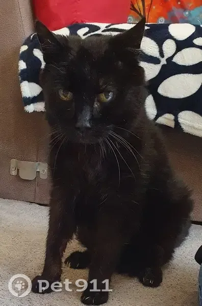 Chat noir âgé et sourd perdu - photo