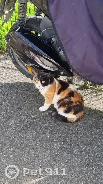 Chatte tricolore perdue à Drancy - photo