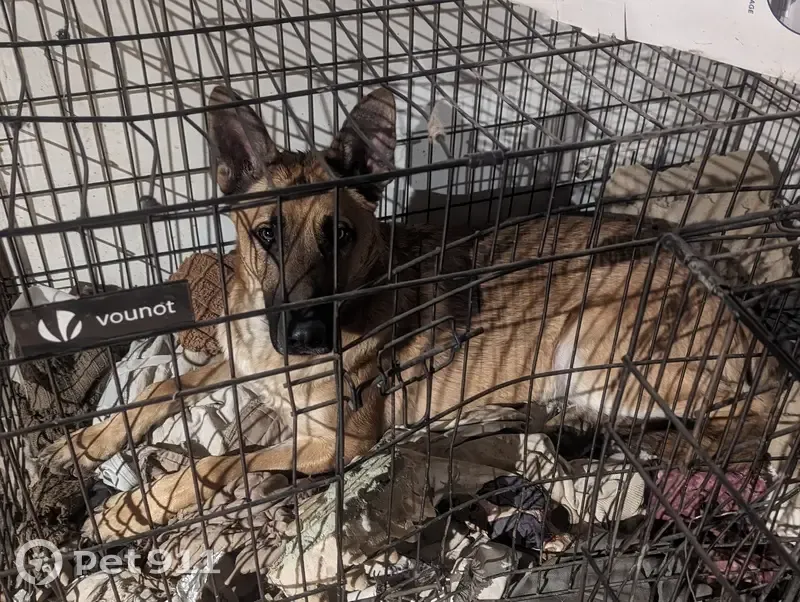 Alerte: 2 chiens perdus près RN15 - photo