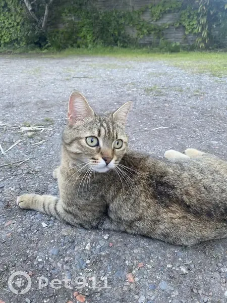 Floki, chat perdu à Toulouse - photo