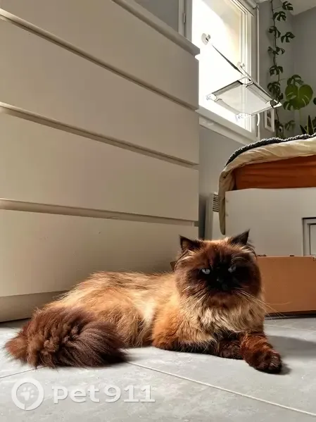 Chat Persan siamois perdu - photo